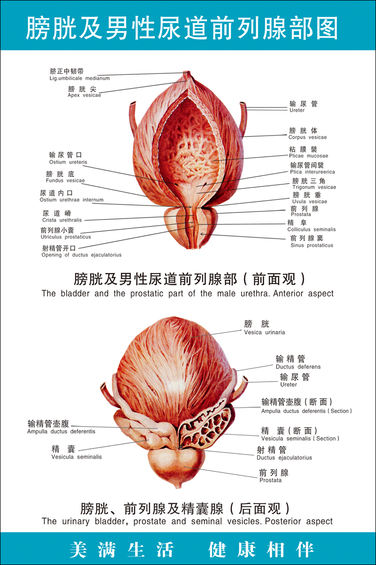 《膀胱及男性尿道前列腺部图》图医院大挂图足部中医养生保健海报