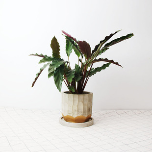 盆栽natural 巴西紫背卧花竹芋 桌面盆栽 个性高端植物 北欧居家绿植