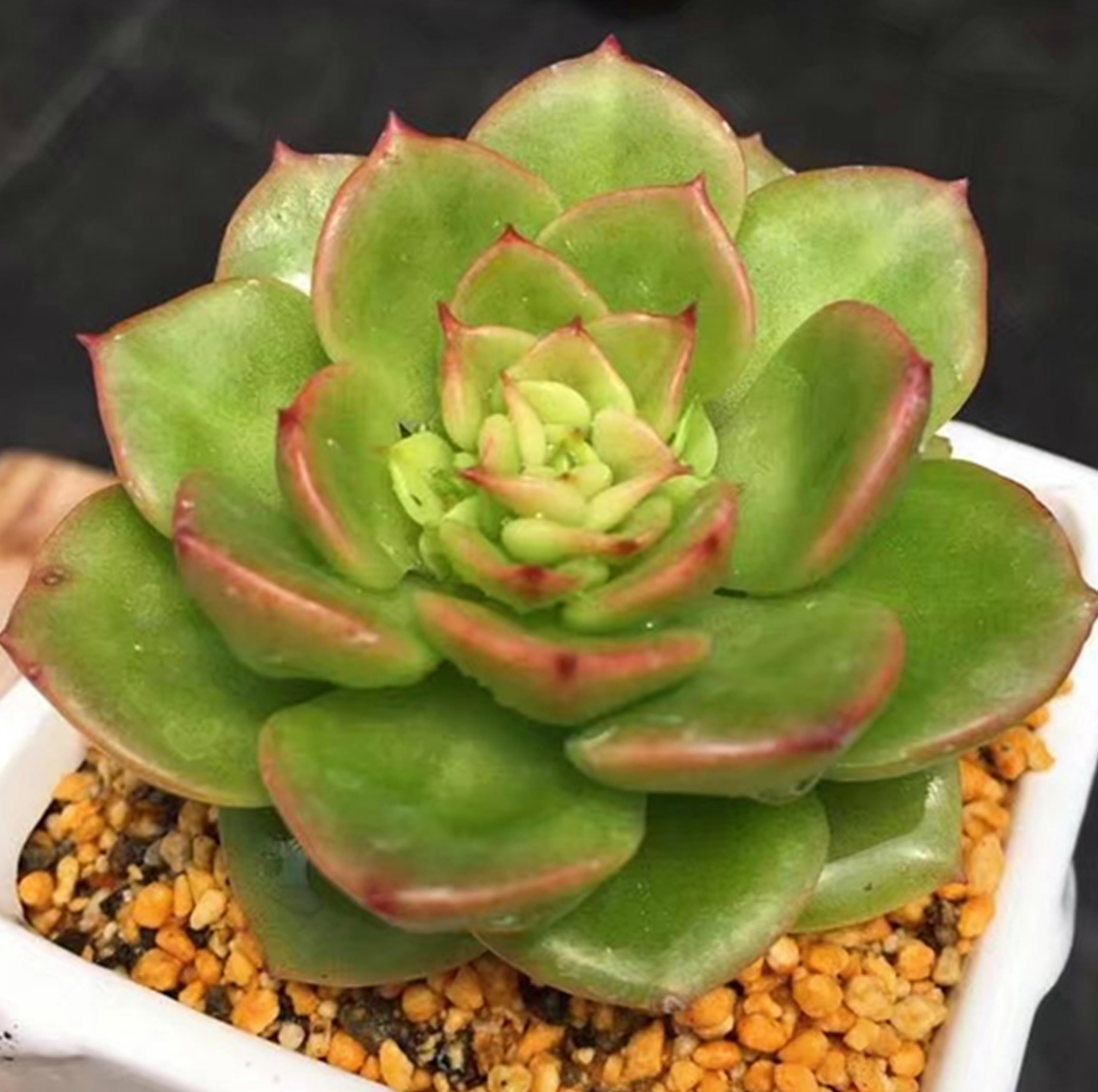 实拍多肉植物组合盆栽办公阳台吸甲醛绿植 蜡牡丹