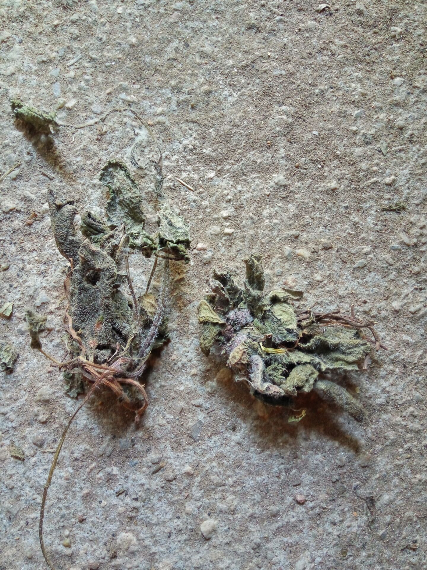 全场满46元包邮 茜草50克 茜草根 血见愁 破血草 红内消 红根草