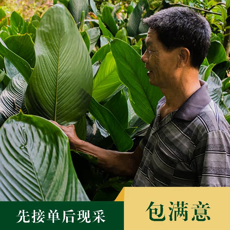 纯天然广西粽叶农家肉粽大冬叶包粽子叶新鲜野生粽叶东叶柊叶优惠券