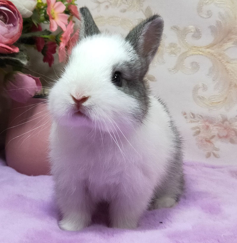 热销猫猫兔活体_宠物兔子侏儒兔活体迷你 小型海棠兔宝宝凤眼垂耳兔