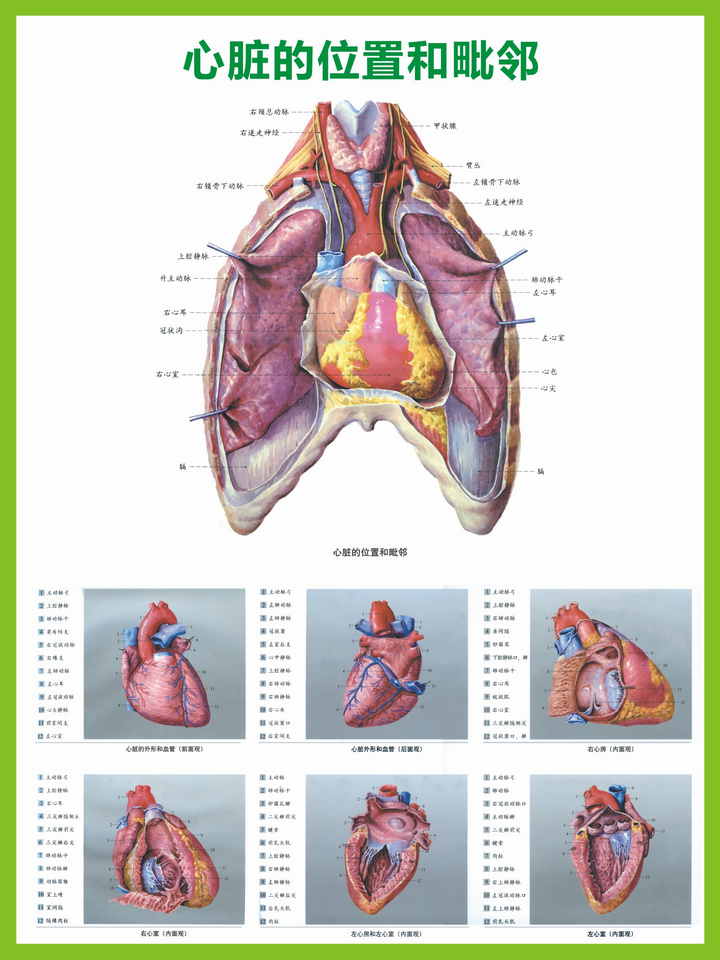 015心脏的位置和毗邻示意图解剖图 医学挂图 大 0.9x1.2米 包邮