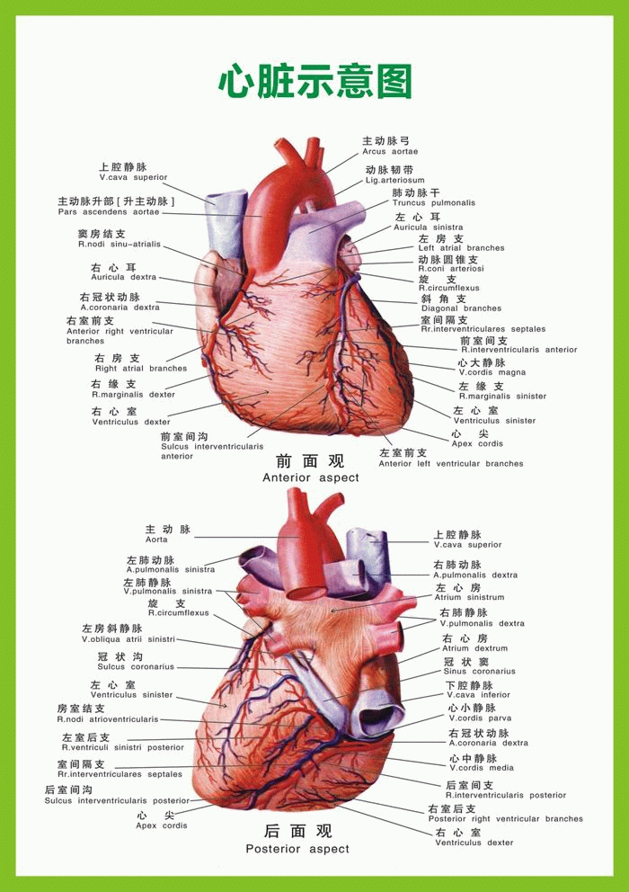 心脏构造图解图片