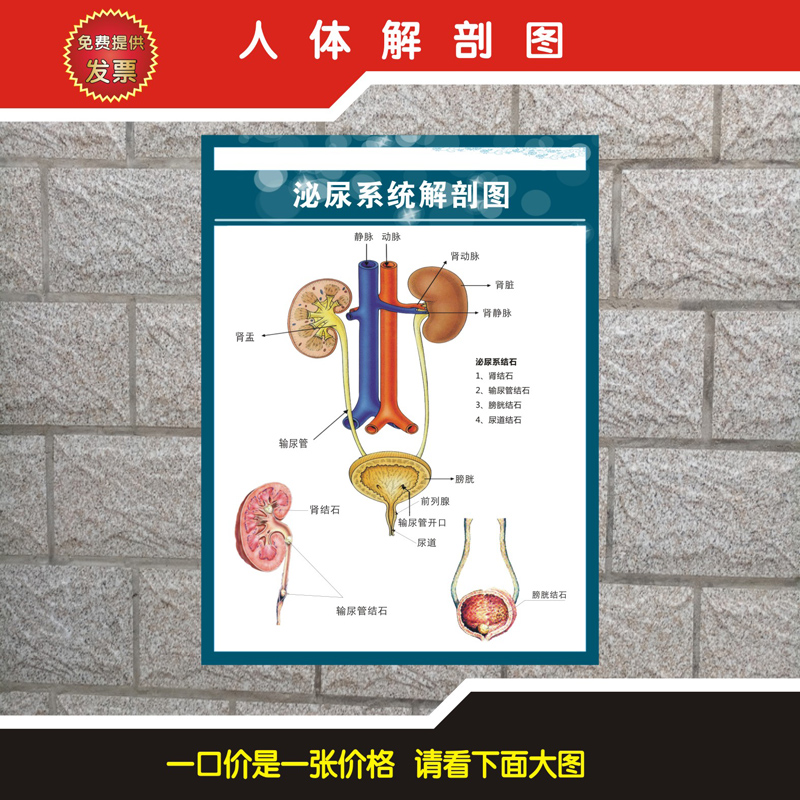 《泌尿系统解剖图》人体泌尿系统结构示意图海报 泌尿系结石挂图