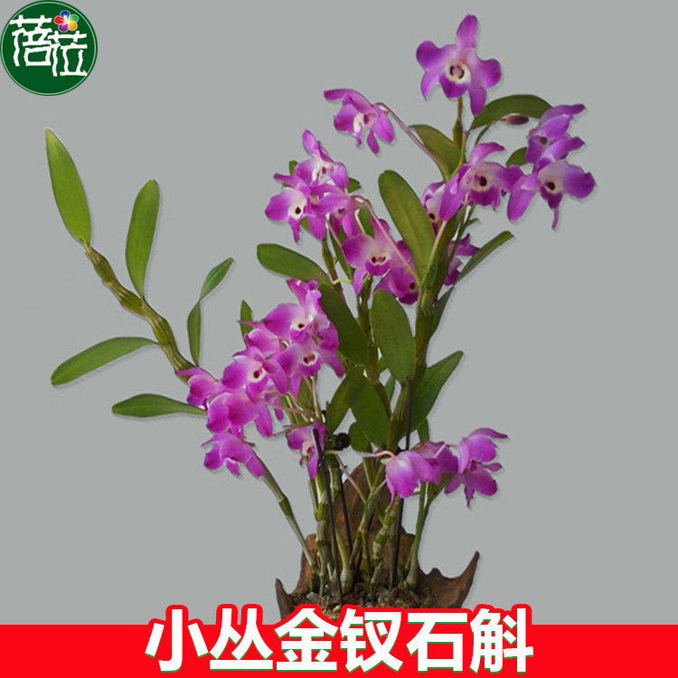 金石斛属 金果石斛 一份20个果 原生苗 花香野生石斛兰花 易活