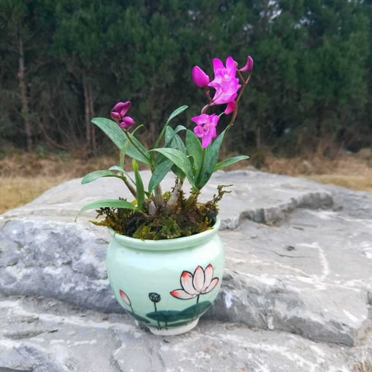 澳洲石斛 春石斛 秋石斛 香水石斛 吊兰花四季兰盆景花卉绿植包邮