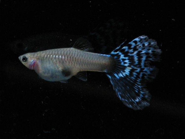 水族孔雀鱼活体古老蓝马赛克凤尾鱼热带观赏淡水群游纯种草缸包邮