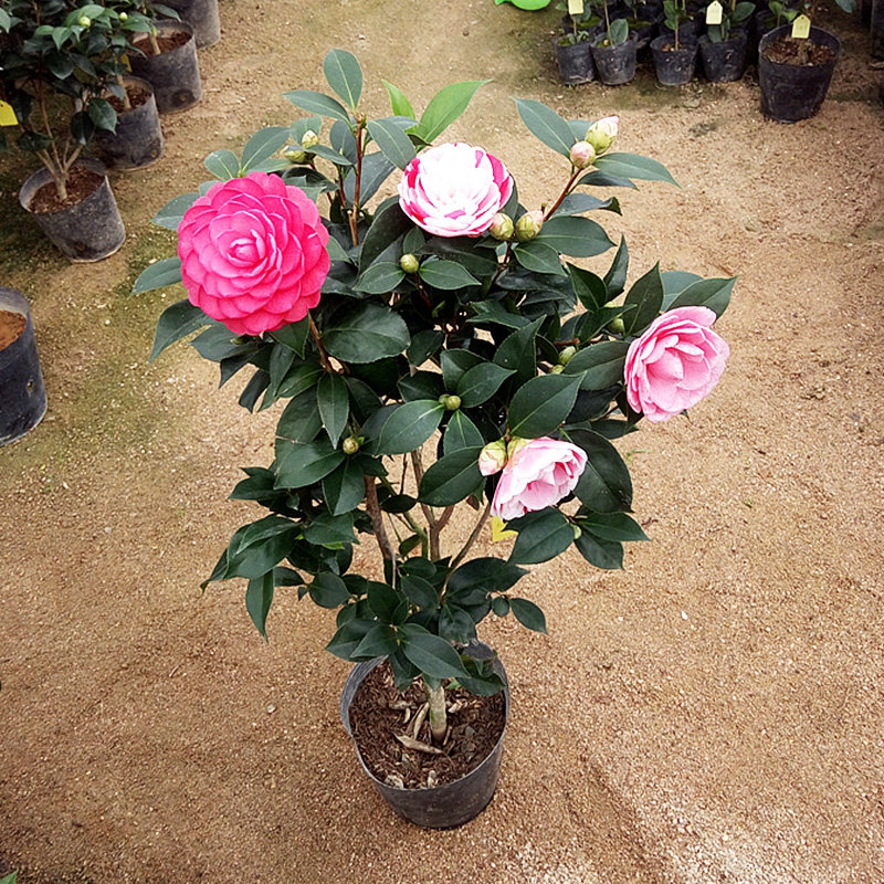 五色赤丹茶花绿植花卉盆栽