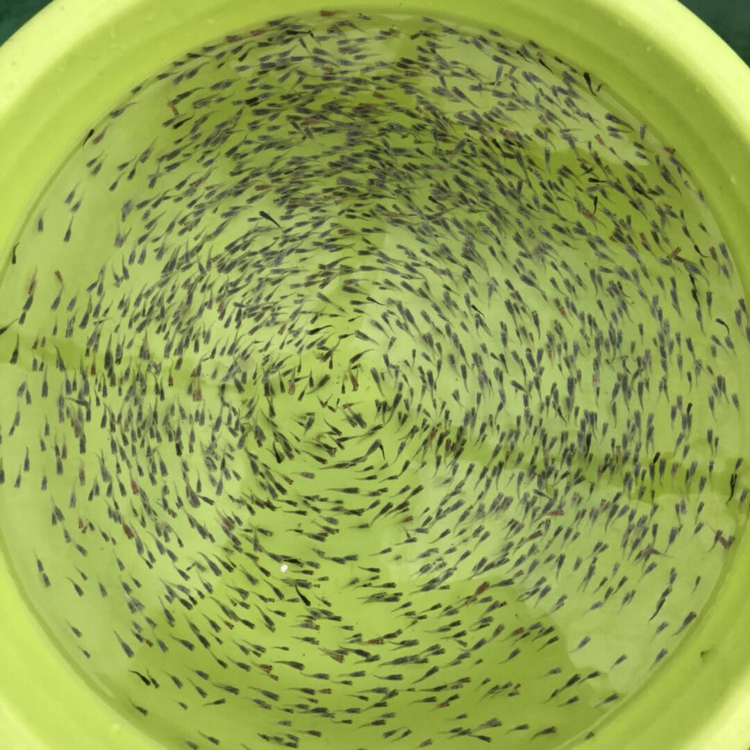 观背青鳉_优选锦鳉 迷你锦鲤观背青鳉活体冷水观赏鱼小型鱼灯鳉鱼鱼卵