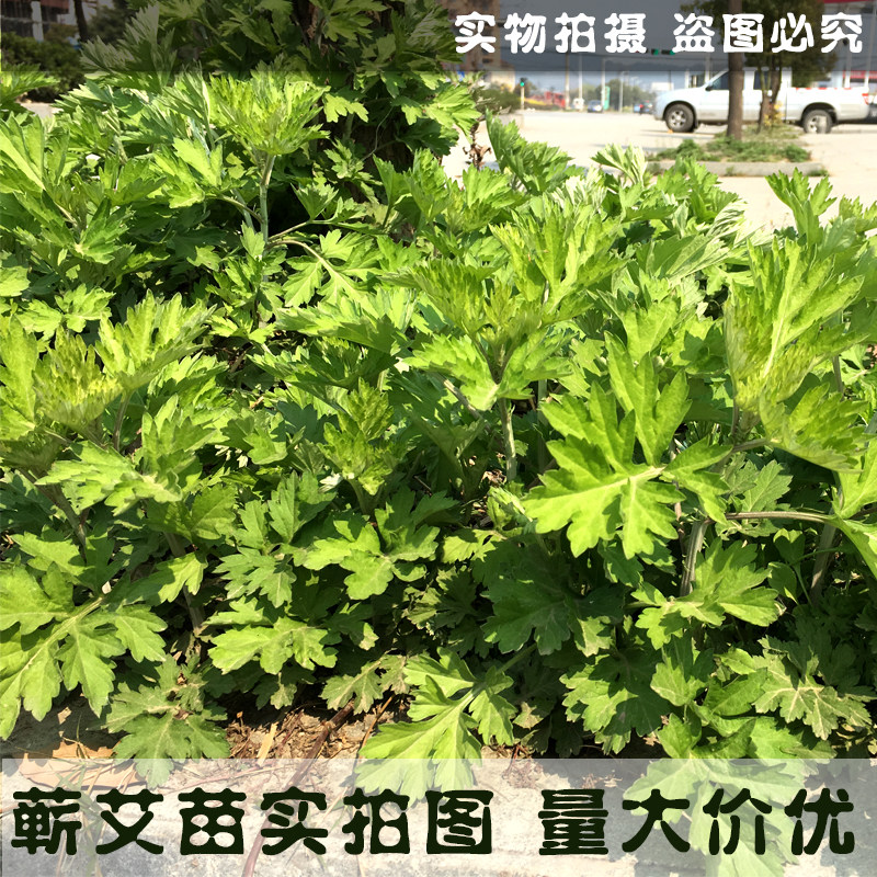 蕲春九尖七尖蕲艾根艾苗种子团批陈放可做艾条艾叶艾柱蕲州发货