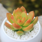 多肉绿植黄丽韩国v绿植多肉植物办公室内花卉小盆栽盆栽12v5a适配器ccc图片