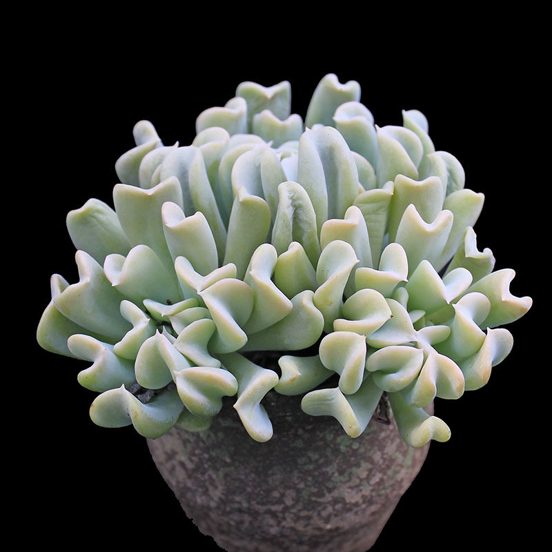 特玉莲 多肉植物 进口花卉  办公室盆栽 土土园艺