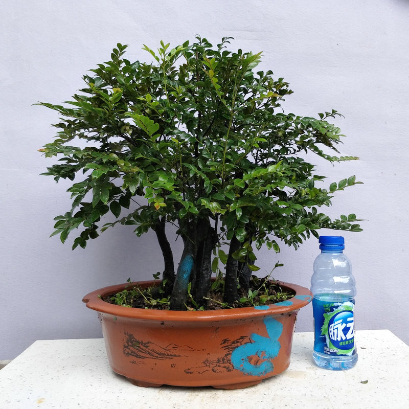 小叶紫檀 小叶紫檀