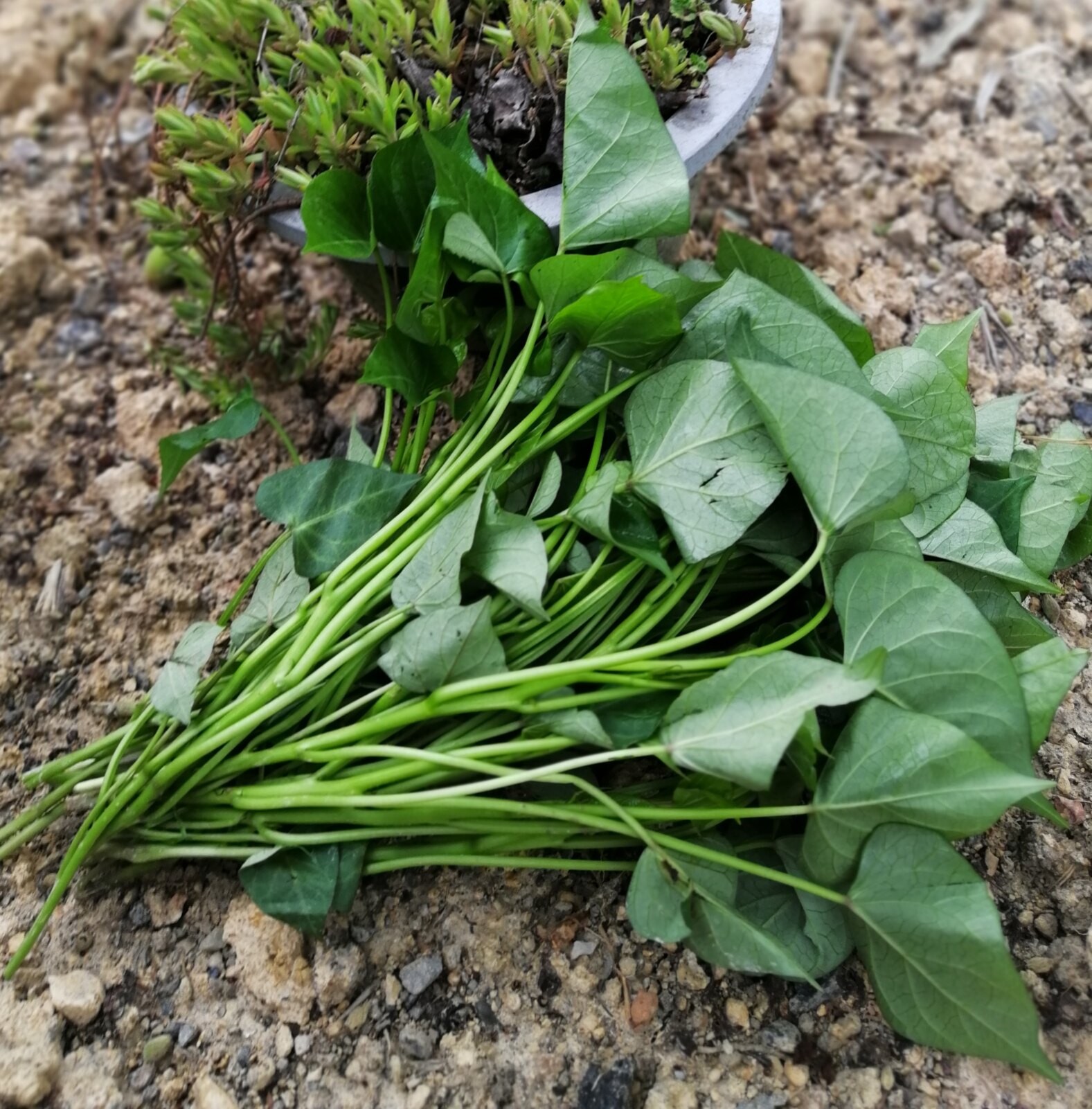 正宗临安天目山小香薯苗100株 黄心红薯苗地瓜苗山芋苗番薯苗包邮