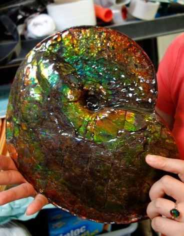 用加拿大斑彩螺作装饰 让你的客厅亮起来