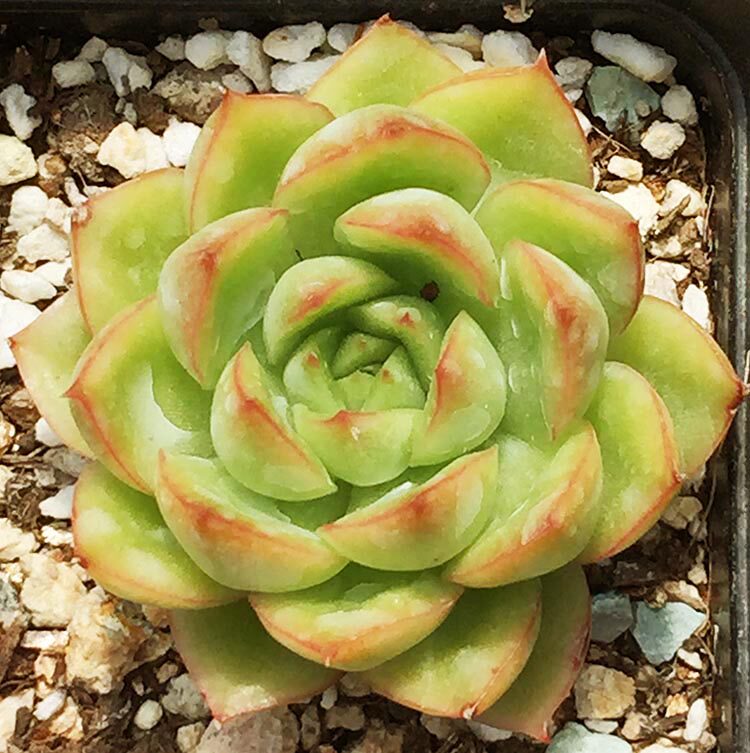 结伴而行式多肉老庄,一辈子都不孤独