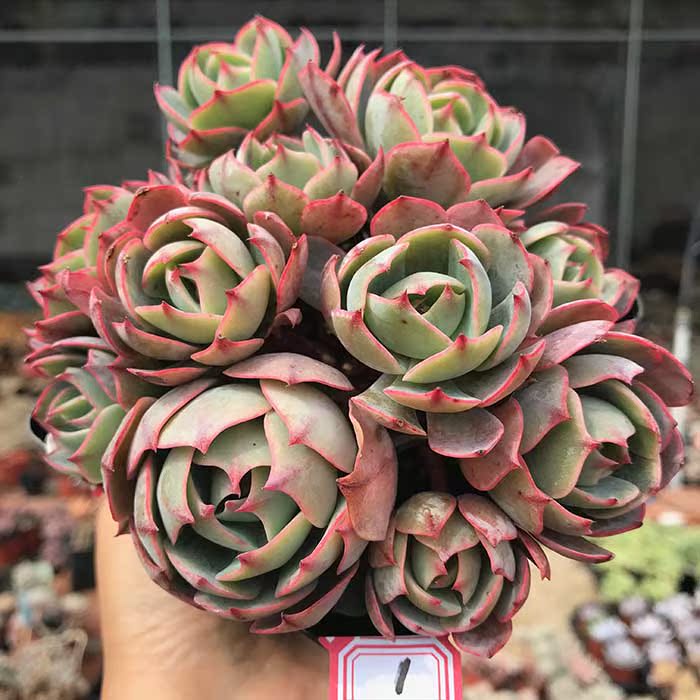 阿美星老桩进口多肉植物一物一拍超大多头砍头