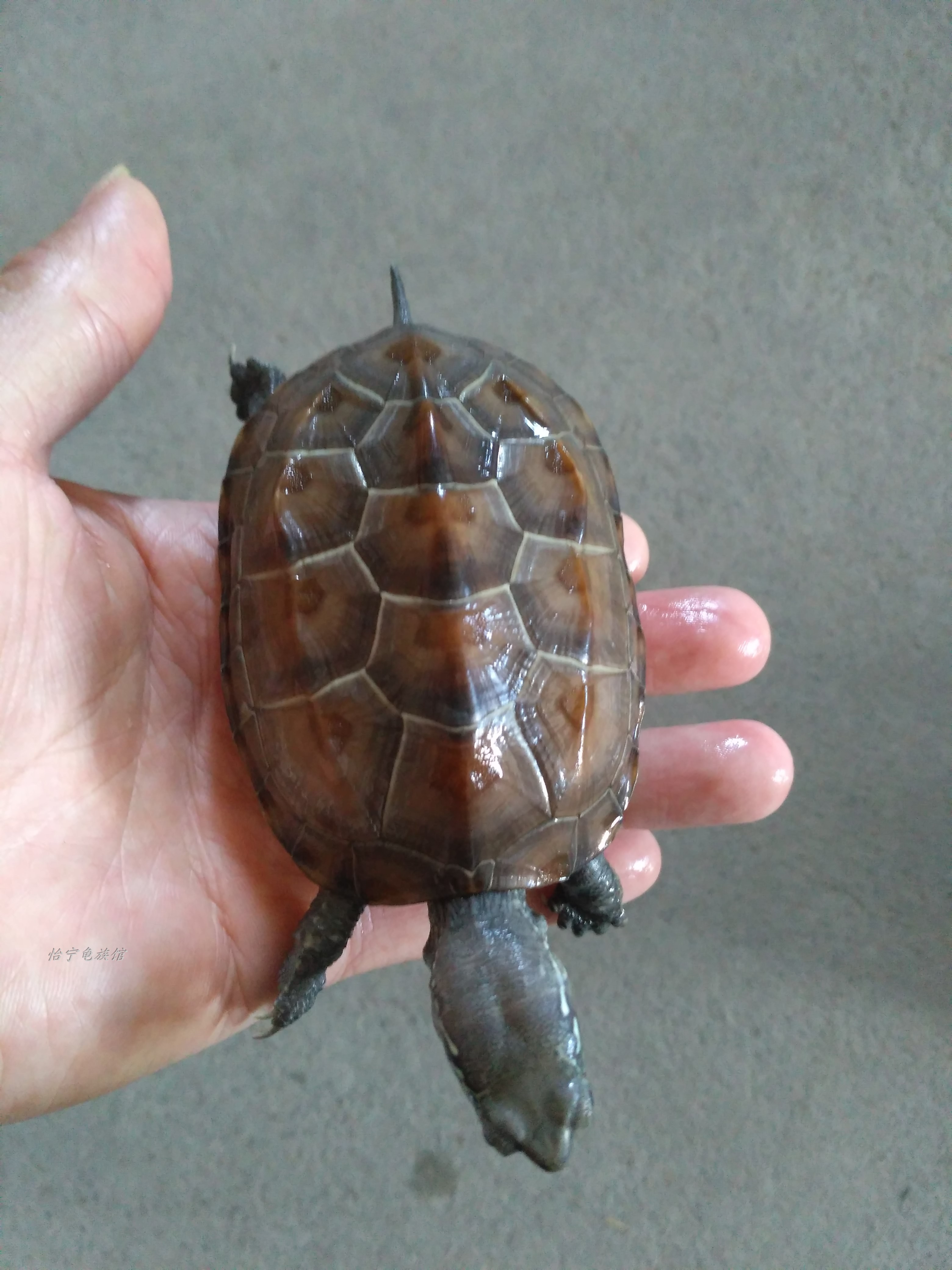宠物龟活体 金线龟_中华草龟苗巴西龟小乌龟活体外塘长寿龟宠物龟水龟
