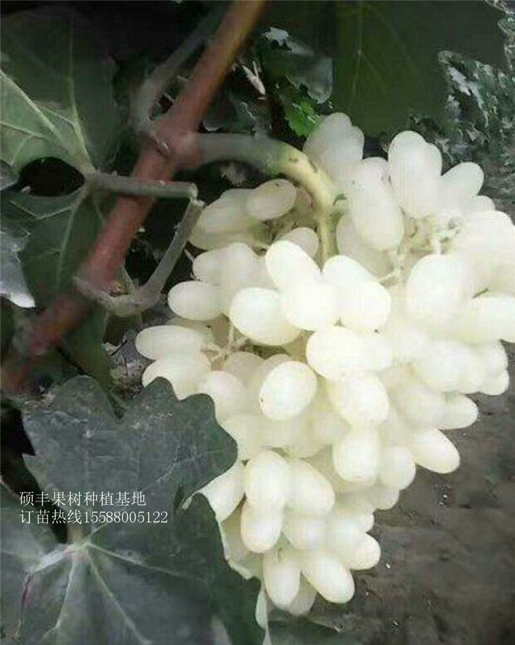 果树苗_马奶提子葡萄 无核奶油葡萄 白牛奶葡萄苗 南方北方种植当年