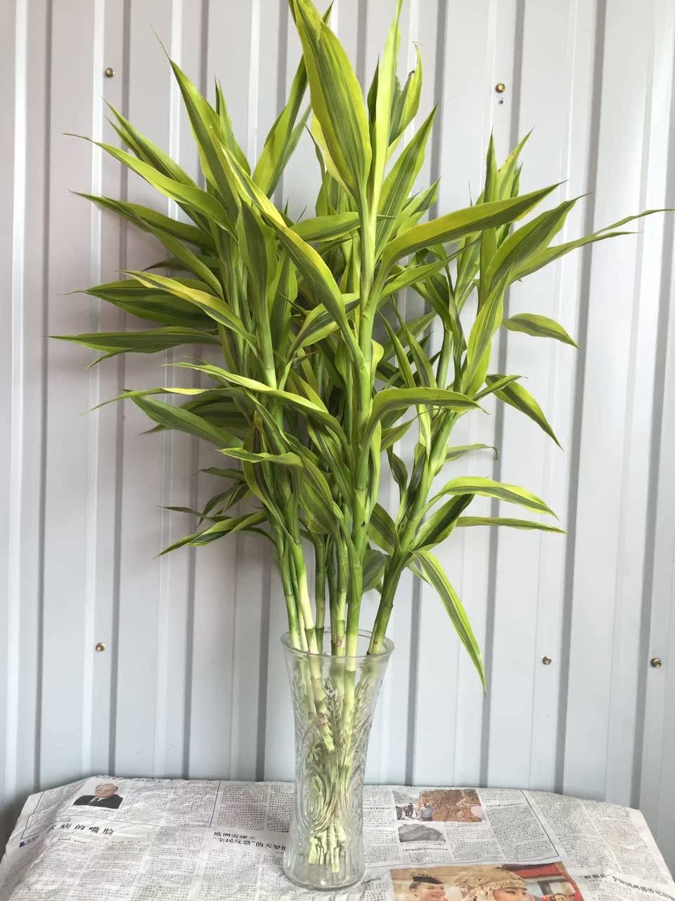 金边富贵竹 观音竹