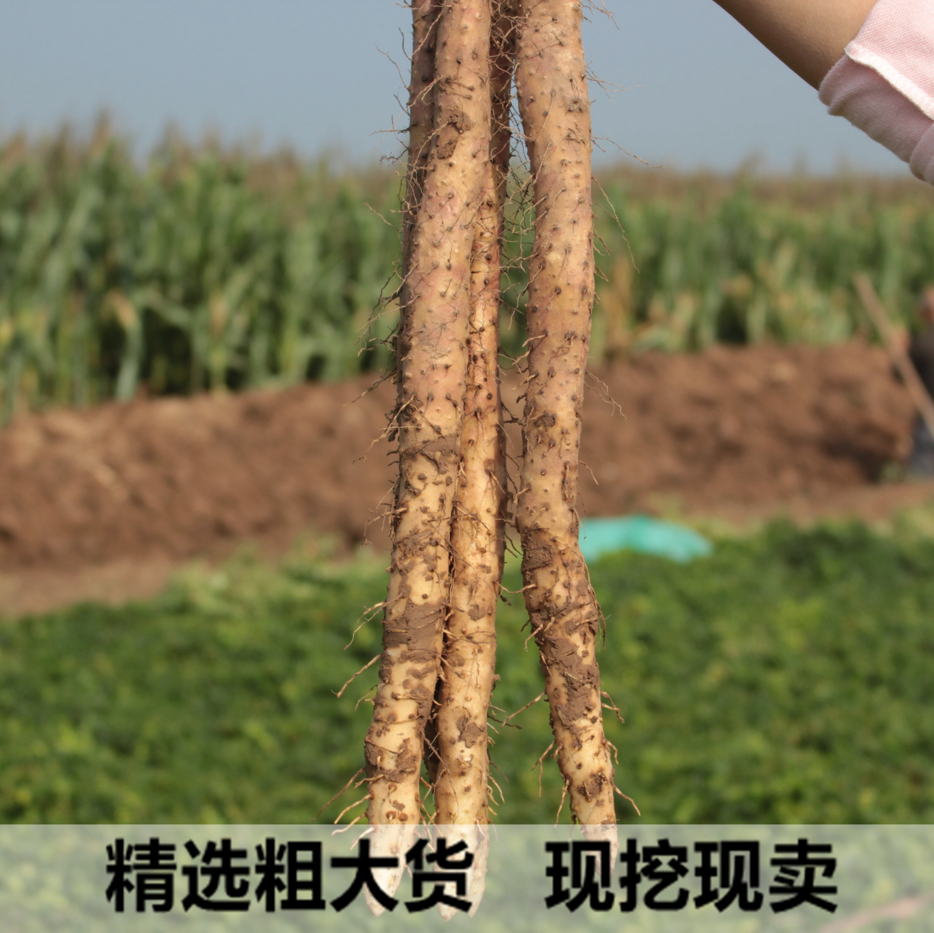 精选粗大货温县垆土铁棍山药河南焦作怀淮山正宗山约5斤新鲜铁杆