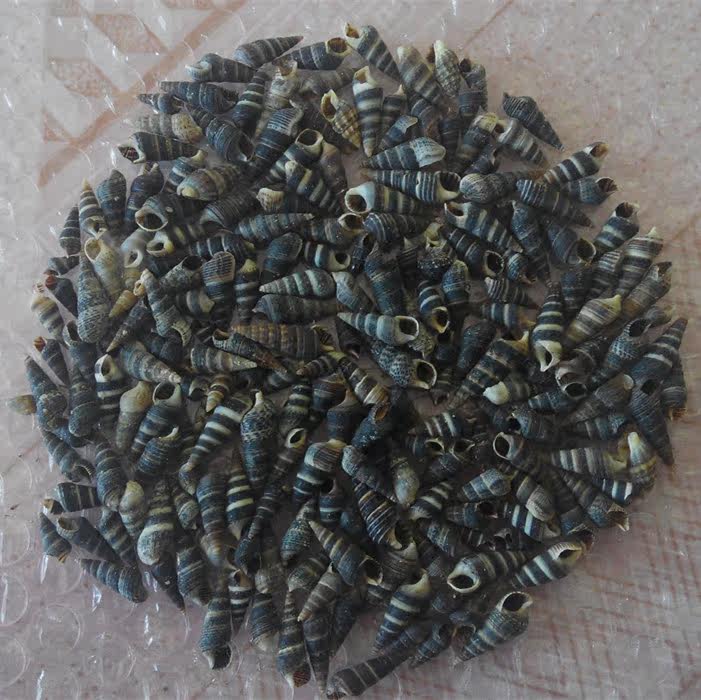 特价海螺壳_小海螺贝壳小黑锥螺1元50个家居地台装饰