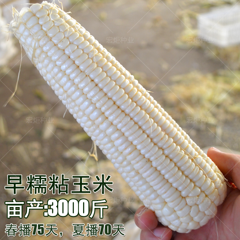 糯玉米种籽 白糯玉米种 春季 粘玉米种子东北 玉米种籽高产早熟