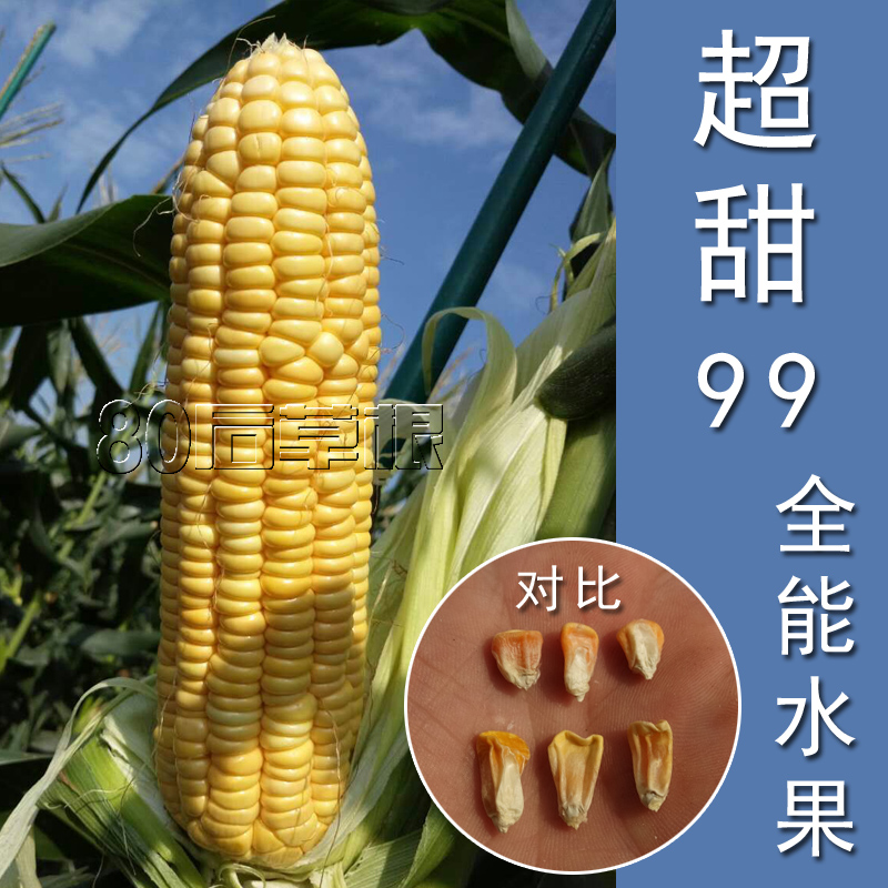 省3元 水果甜糯玉米种子四季高产生吃超甜玉米秋冬早熟大田菜园蔬菜