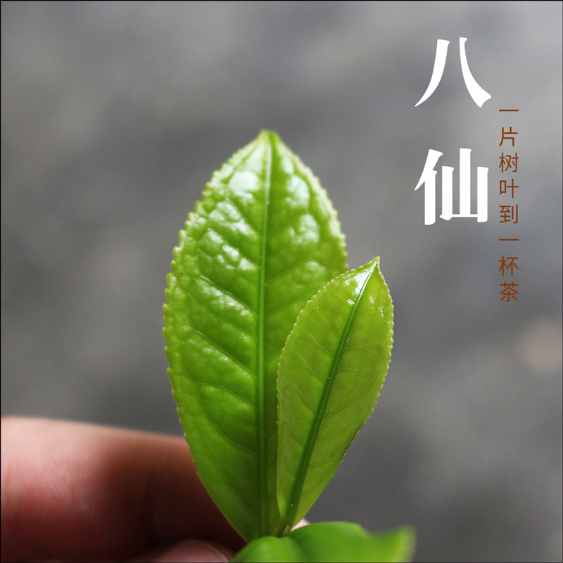 【八仙】潮汕工夫茶清香凤凰单丛茶净乐单丛产地直销潮汕特产500g