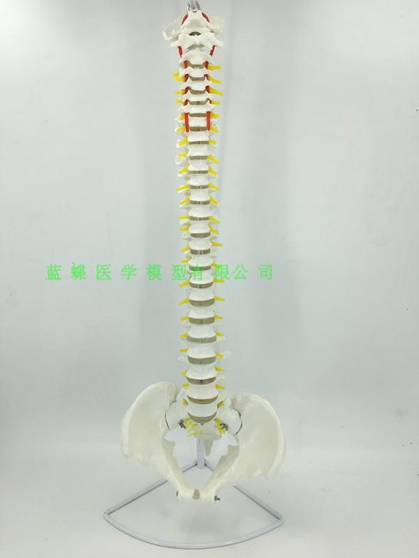 人体脊椎骨模型付半节腿骨人体模型人体骨骼模型 任意转向