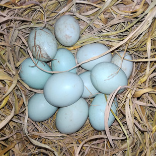 农家 包邮30枚装 新鲜土鸭蛋 农家散养天然健康 营养纯野生禽蛋