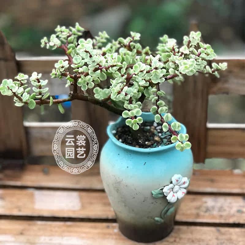 雅乐之舞老桩 造型美多叉 多肉植物组合盆栽绿植花卉金枝玉叶