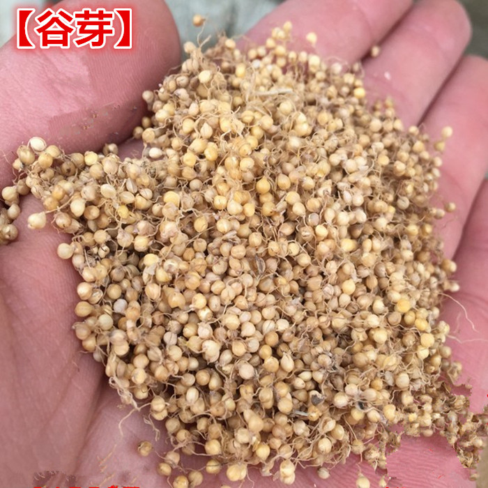 满两斤包邮 克 500 麦芽 店内有稻芽 小米芽 炒谷芽 中要材生谷芽