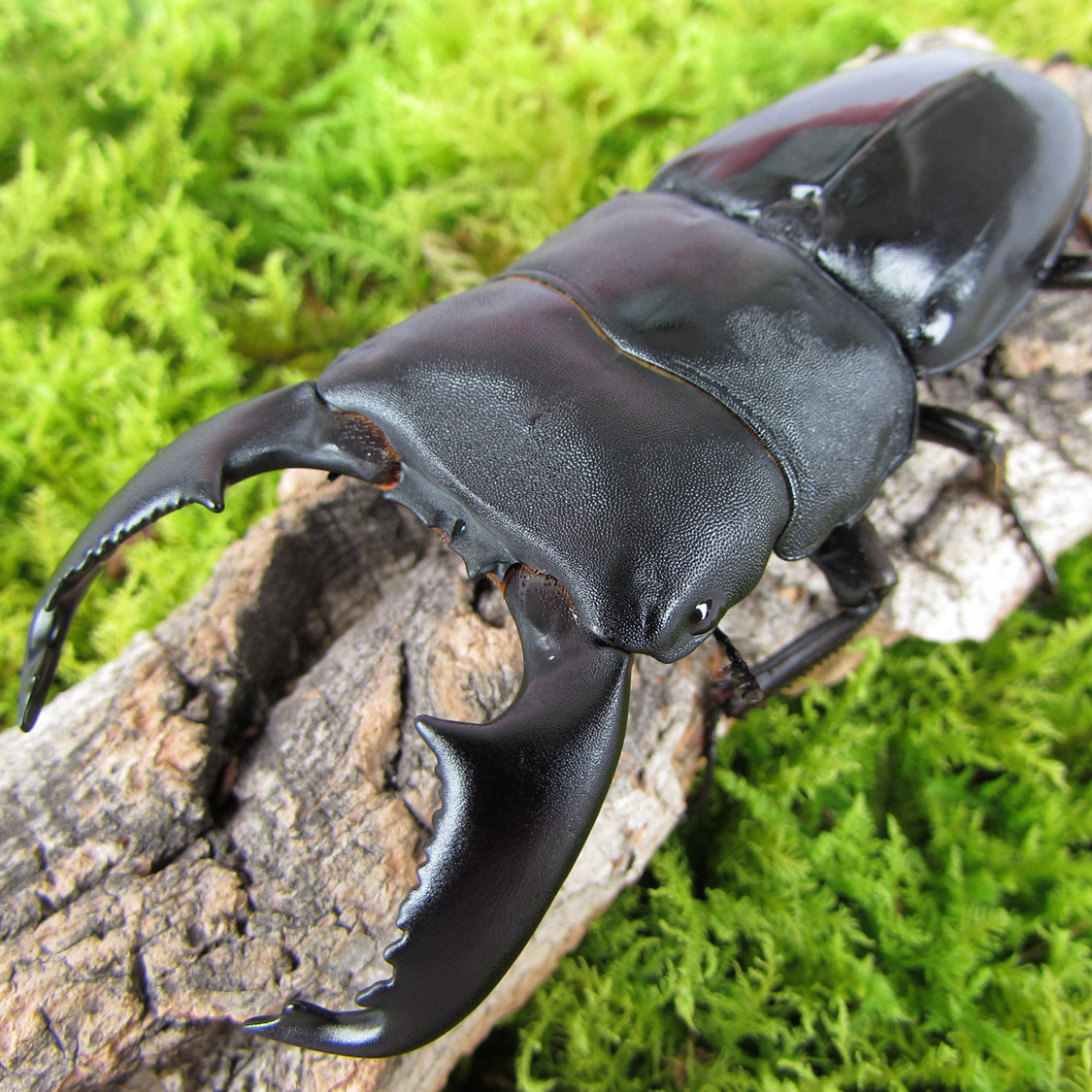 宠物_牧野虫社独角仙甲虫宠物_苏门答腊巨扁锹形虫 【成虫】优惠券