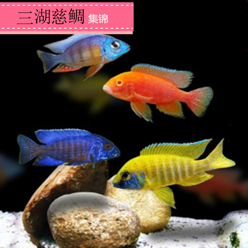 三湖慈鲷非洲王子闪电战神非洲凤凰阿里维纳斯4厘米左右