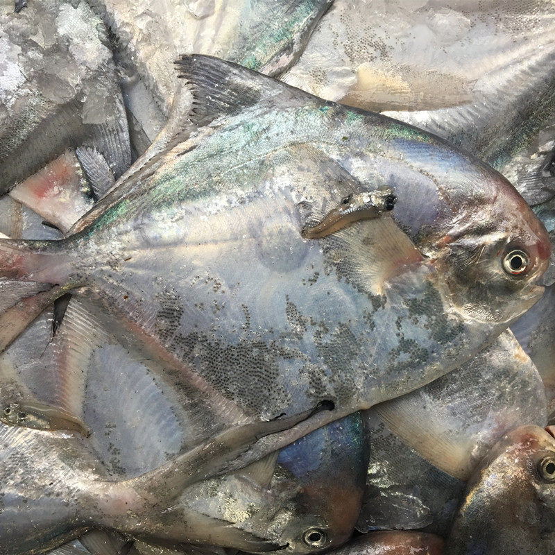 渔老大石浦海鲜 野生海捕鲜活银鲳鱼 扁鱼 白边鲳鱼 一斤3条款