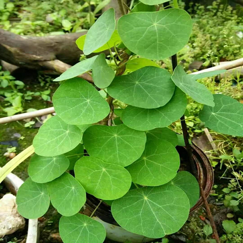 血藤山乌龟【有血性的山乌龟】稀有植物 金不换 高 大