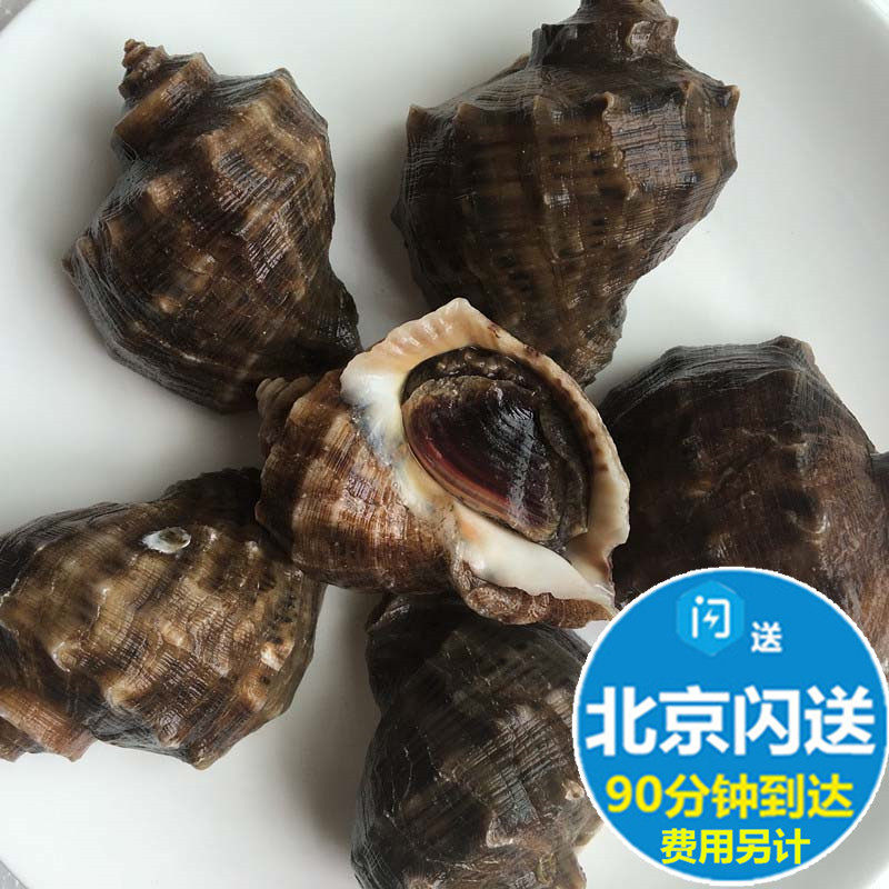 小海鲜鲜活_鲜活大海螺 10只左右500g新鲜海鲜小海螺腊螺 北京满额