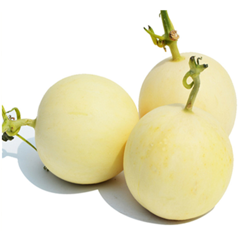 如何挑脆甜香瓜?牢记这4点,一挑一个准