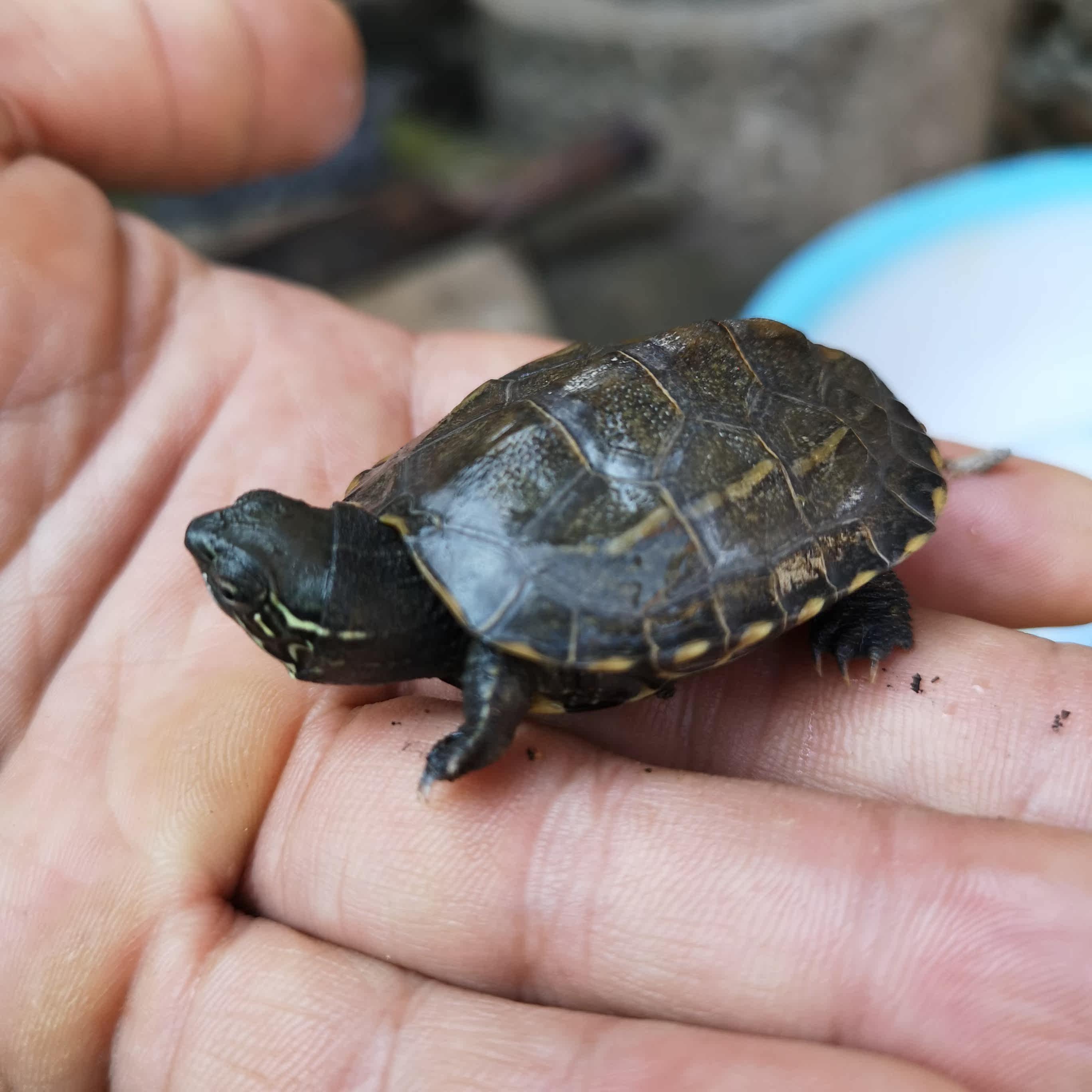 宠物龟活体 金线龟大额优惠券