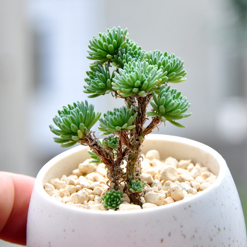 别小看这些多肉!过年家里放一盆旺财旺宅