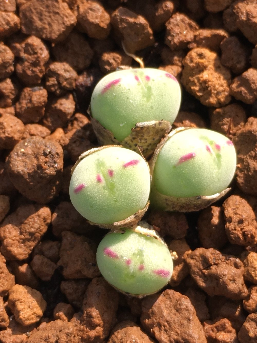 多肉植物肉锥小飞_星空花园 多肉植物 番杏科 口笛 精品 毛口笛 群生