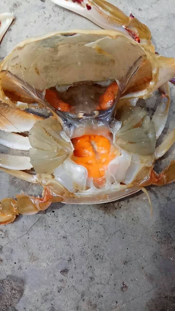 生鲜海鲜 鲜活水产_电白博贺港野生鲜活三点蟹冷冻水产三目蟹海鲜生鲜