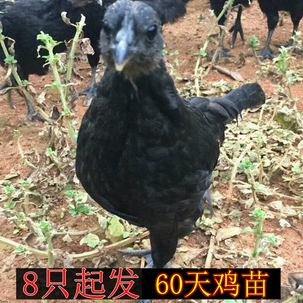 纯种五黑一绿鸡苗 黑鸡苗绿壳脱温鸡苗 乌鸡苗活体乌骨鸡苗60天
