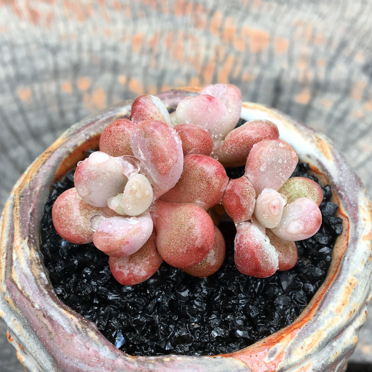 【天天特价】桃之卵桃蛋 丸叶桃蛋 多头 多肉