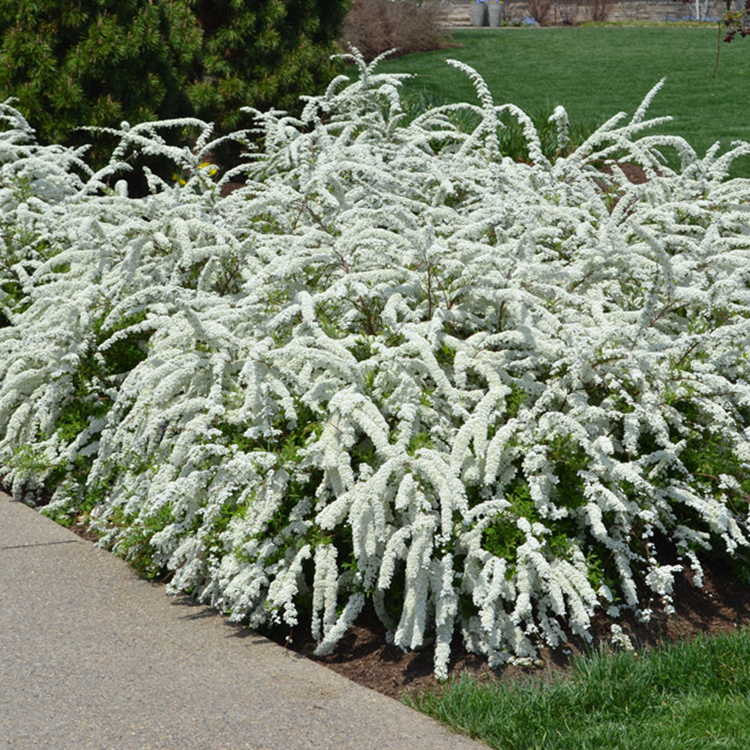 和美女最配的植物:喷雪花 - 天猫精选