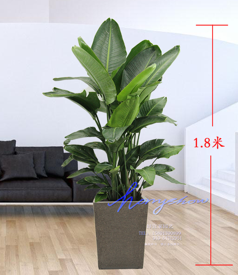 天堂鸟 大型植物花卉盆栽绿植室内好养净化空气新房装修高端北京
