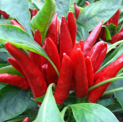 寿光蔬菜种子 泰国进口超辣朝天椒 观赏食用兼备 辣椒种子20粒