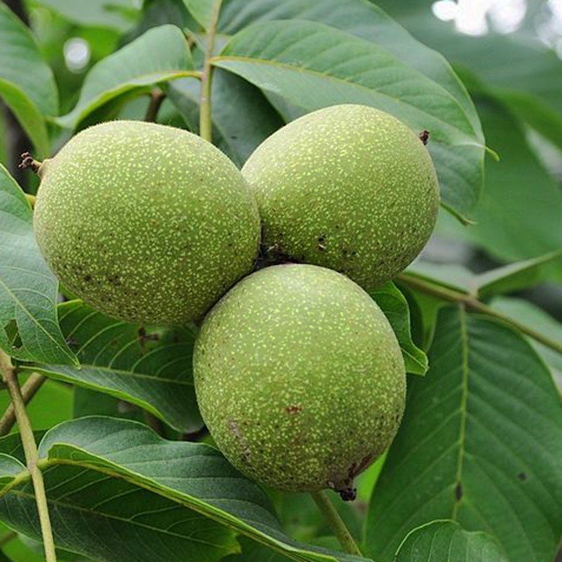 文玩核桃 特大 野生_云南德宏深山野生特大 青皮核桃 文玩 赌青皮